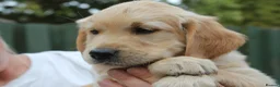 Golden Retriever dogs for sale: READY TO LEAVE Litter of Golden Retriever puppies - Advert 31