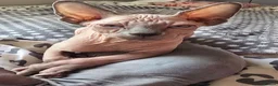 Sphynx cats for sale: Sphynx kittens in Milton Keynes - Advert 6