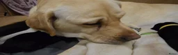 Labrador Retriever dogs for sale: KC Registered Labrador Puppies  - Advert 10