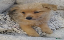Pomeranian dogs for sale: Gorgeous female Pomeranian Terrier Mix 1 Left! - Image 1