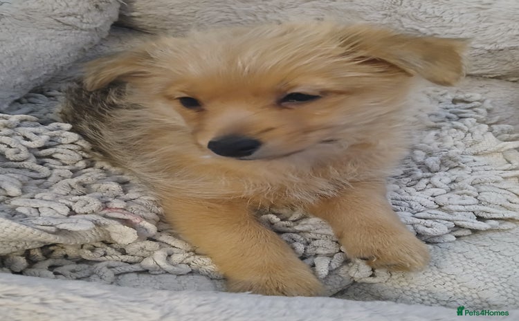 Pomeranian dogs - Advert 1