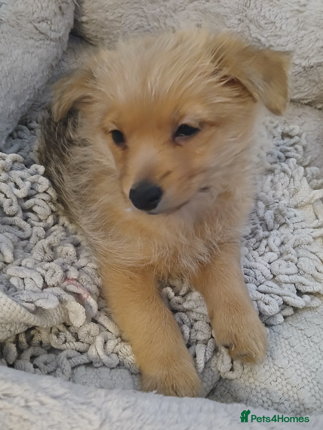 Pomeranian dogs for sale: Gorgeous female Pomeranian Terrier Mix 1 Left! - Image 1