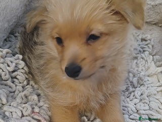 Pomeranian dogs - Advert 1