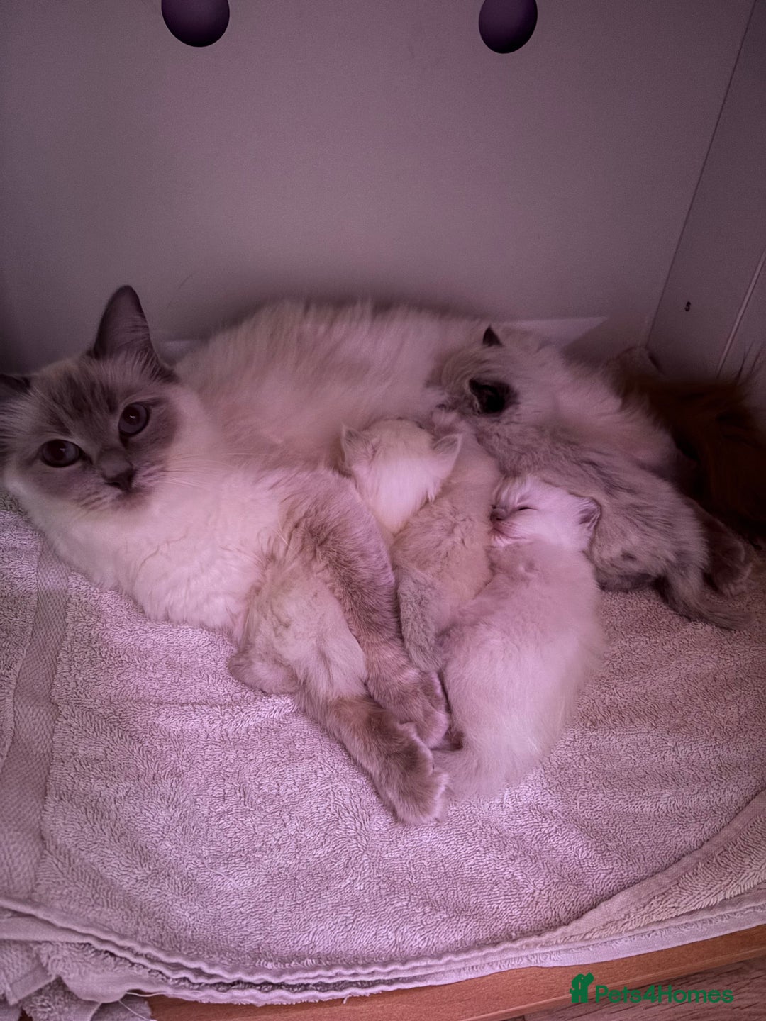 Ragdoll cats for sale: 4 adorable Ragdoll kittens  - Advert 2