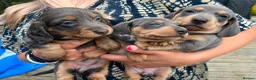 Dachshund dogs for sale: Just 2 pups left looking for there forever home - Advert 7