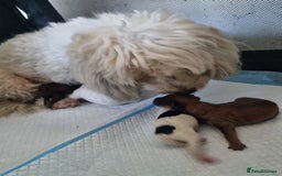 Maltipoo dogs for sale: Maltipoo's rare sable parti colours x4 - Image 26