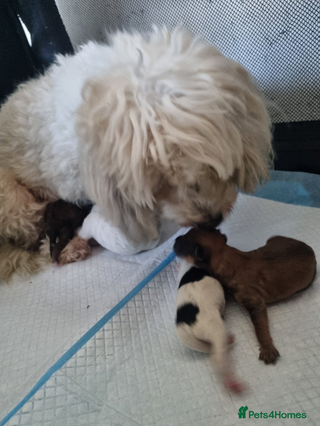 Maltipoo dogs for sale: Maltipoo's rare sable parti colours x4 - Image 26