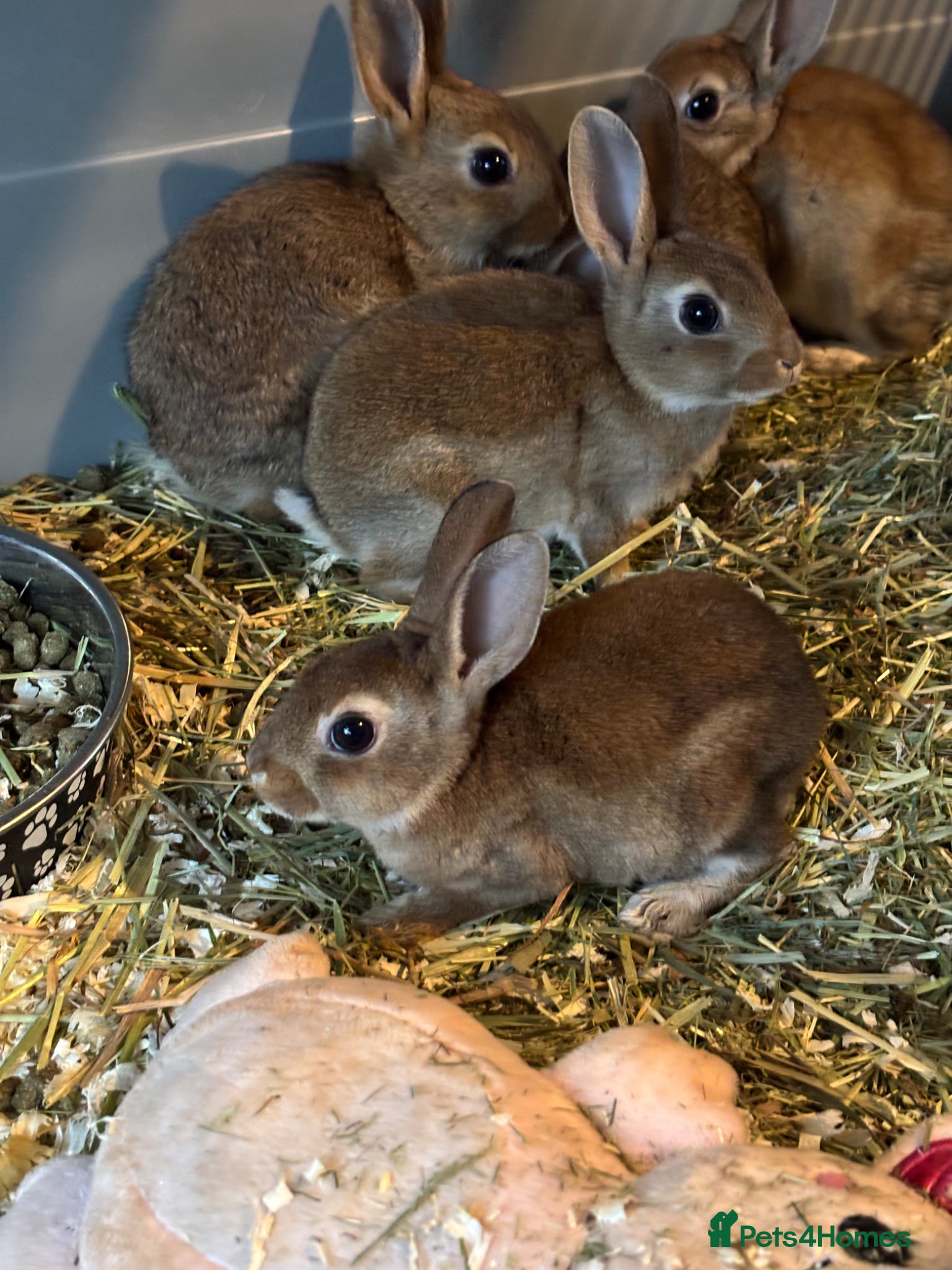 Rex rabbits for sale: Gorgeous velvet Rex babies - Advert 11