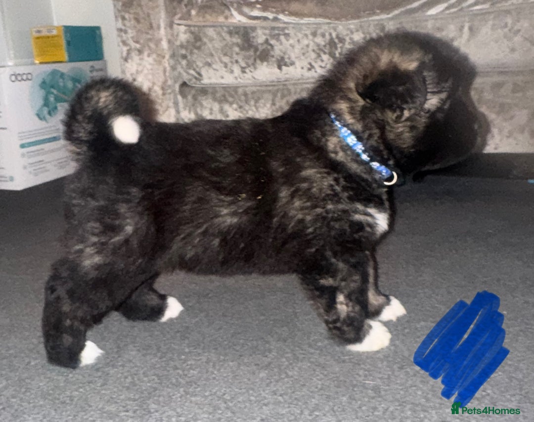 Akita dogs for sale: Akita puppies for sale  - Advert 19