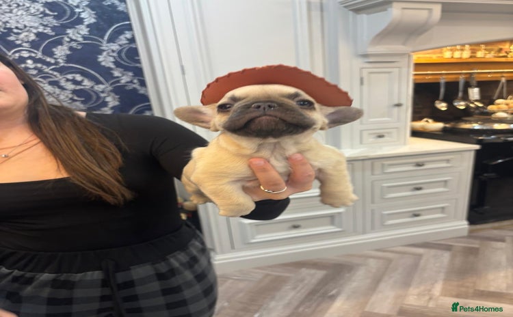 French Bulldog dogs - Advert 7