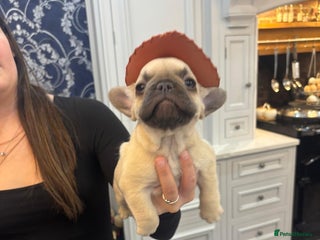 French Bulldog dogs - Advert 24