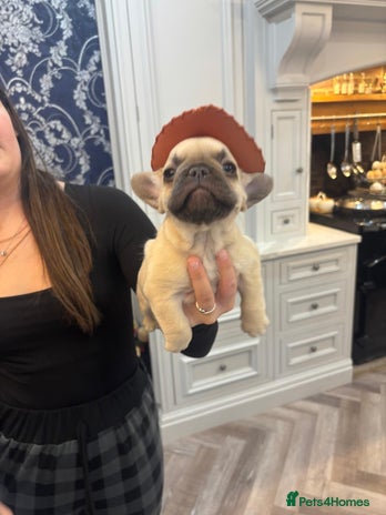 French Bulldog dogs - Advert 8