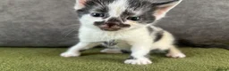 Mixed Breed cats for sale: Kittens for sale  - Advert 3