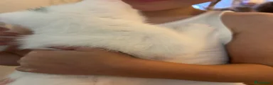 Mixed Breed 4