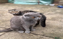British Shorthair cats for sale: Beautiful British cat  - Image 5