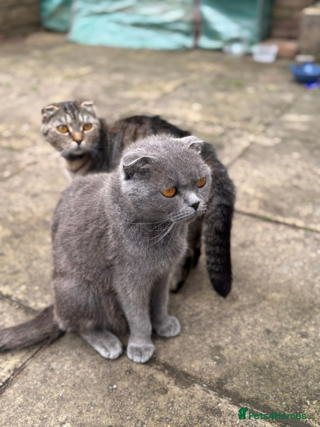 British Shorthair cats for sale: Beautiful British cat  - Image 5