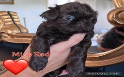 Shih Tzu dogs for sale: Stunning KC chocolate imperial Shihtzu puppies - Image 33