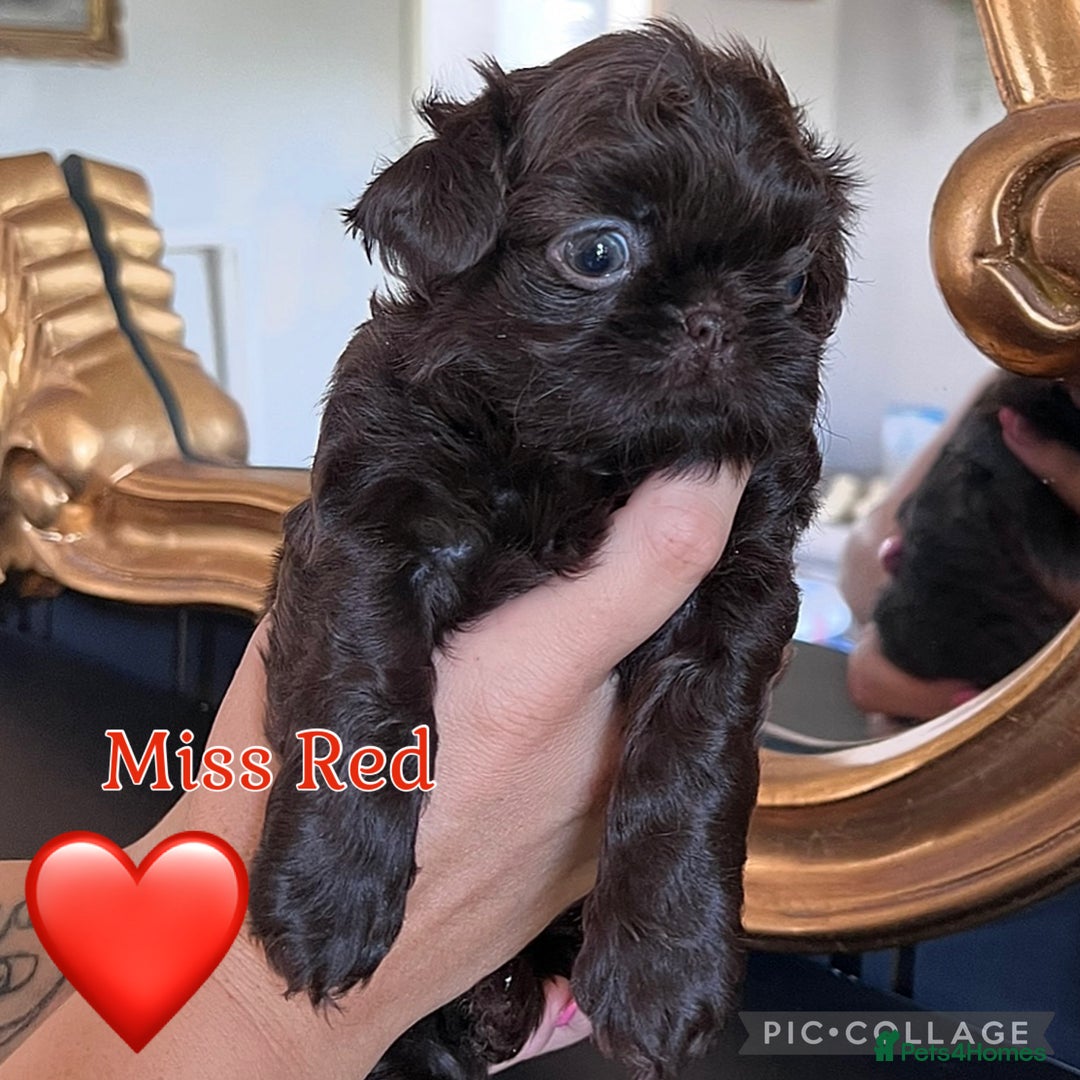 Shih Tzu dogs for sale: Stunning KC chocolate imperial Shihtzu puppies - Image 33