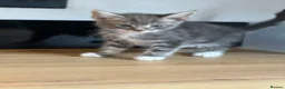 Mixed Breed cats for sale: Beautiful Maine coon cross kittens  - Advert 2