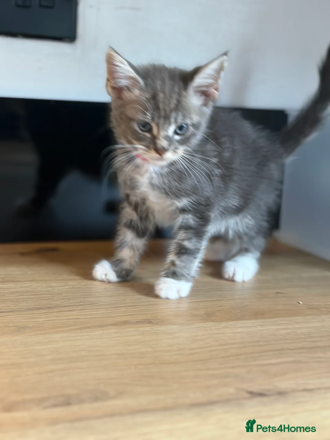 Mixed Breed cats for sale: Beautiful Maine coon cross kittens  - Advert 2