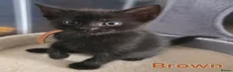 Domestic Shorthair cats for sale: ×2 Black (M) Kittens fully vax flead and dewormed - Advert 23