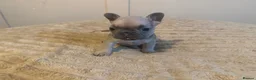 French Bulldog dogs for sale: French bulldog puppies - Advert 24
