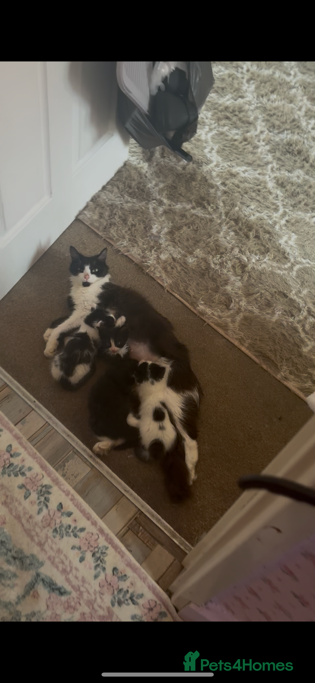 Mixed Breed cats for sale: Fluffy beautiful kittens  - Image 8