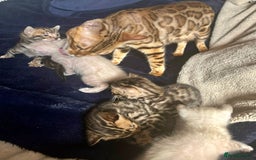 Bengal cats for sale: 6 Gorgeous Bengals kittens ready for reservation  - Image 22
