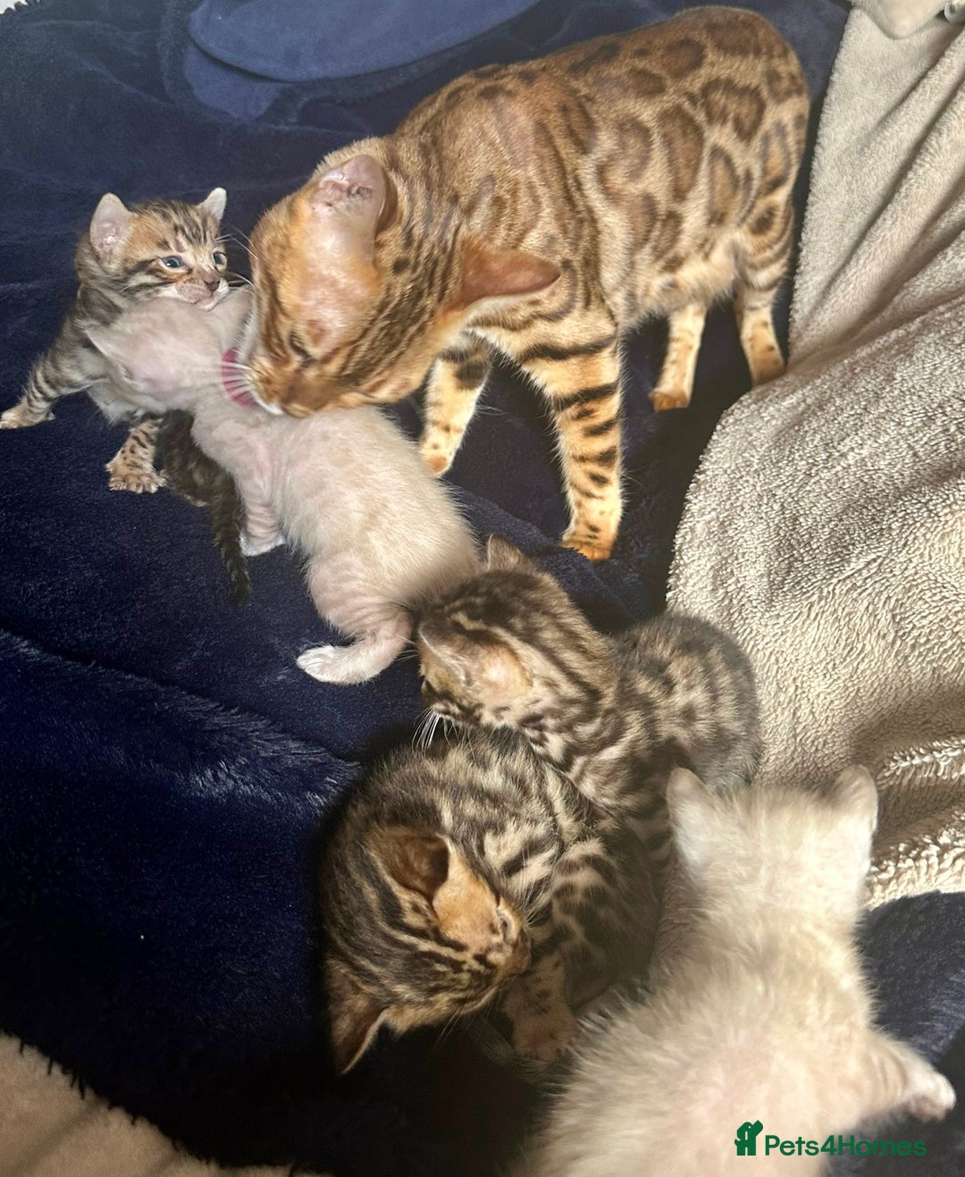 Bengal cats for sale: 6 Gorgeous Bengals kittens ready for reservation  - Image 22
