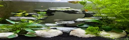 Platies fish for sale: Platy fry - Advert 3