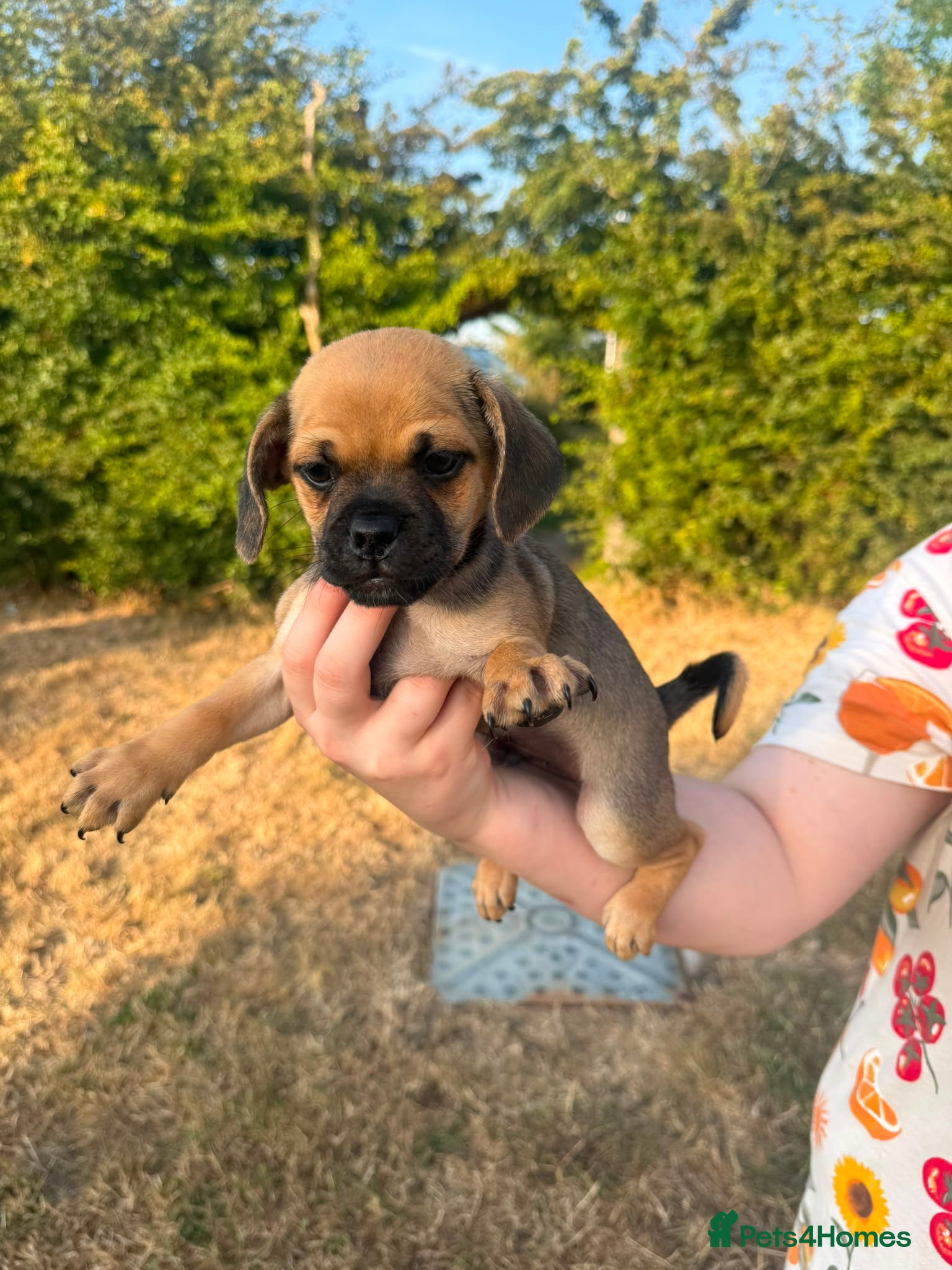 Mixed Breed dogs Doxie-pug puppys - Advert 2