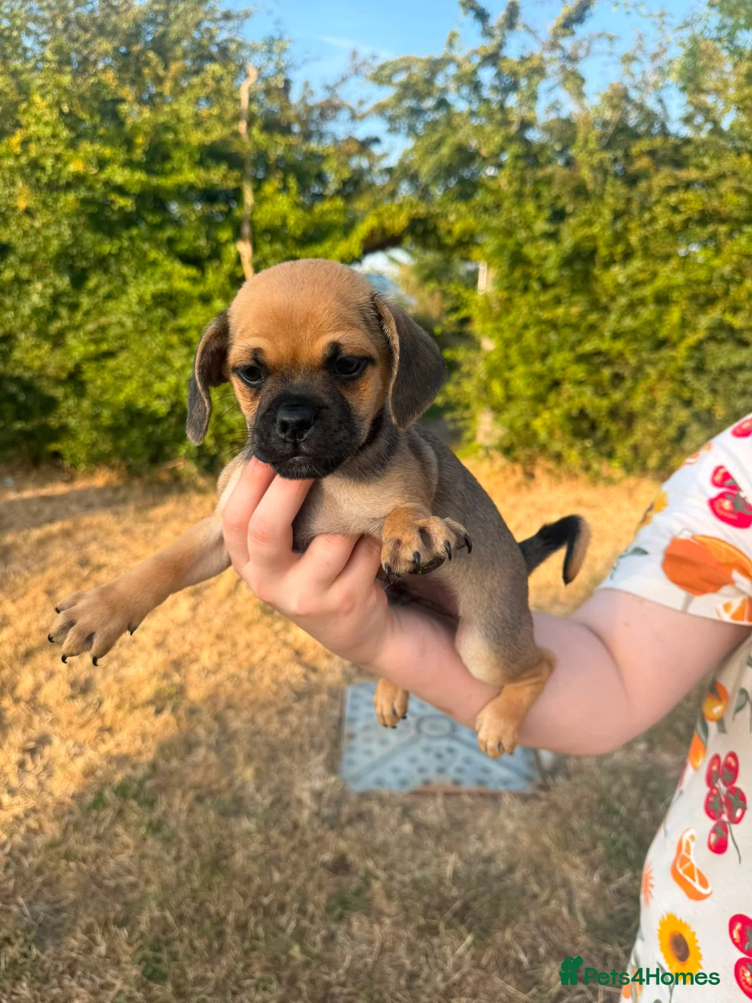 Mixed Breed dogs for sale: Doxie-pug puppys in Norwich - Advert 2