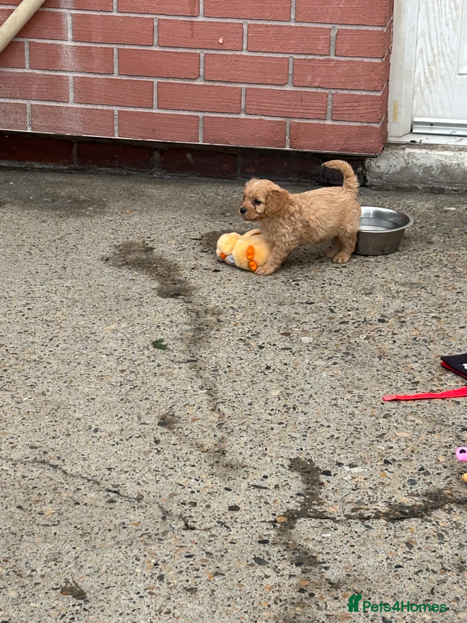Cavapoo dogs Beautiful Caverpoo puppies - Advert 2