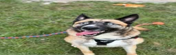 Mixed Breed dogs for adoption: Roni.  in Ormskirk - Advert 1