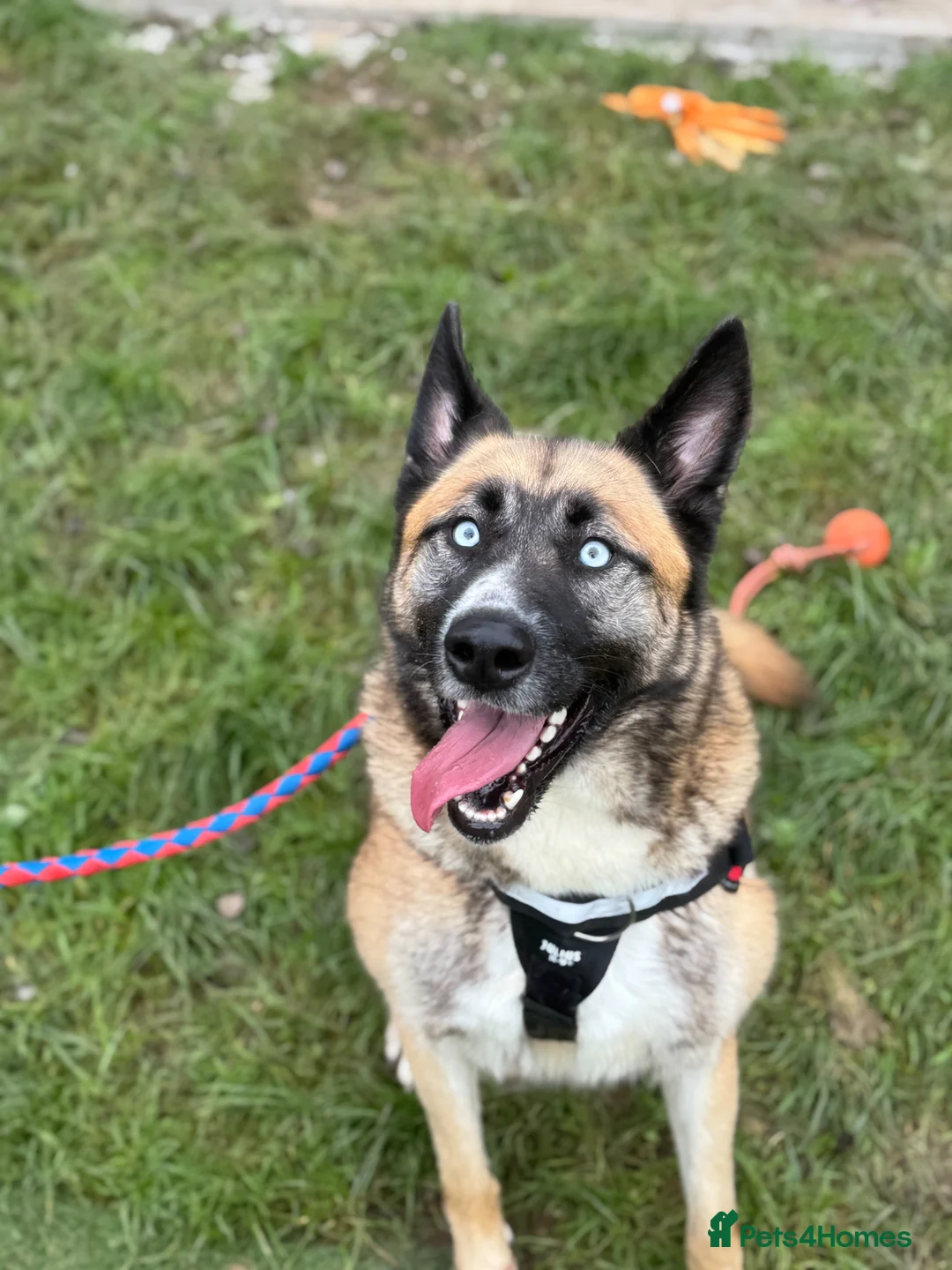 Mixed Breed dogs for adoption: Roni.  in Ormskirk - Advert 1