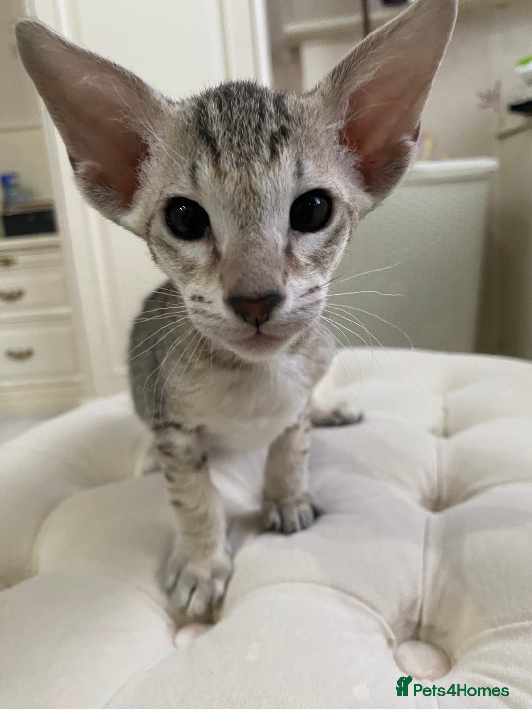 Oriental cats for sale: Beautiful Oriental Kittens for Sale - Advert 38