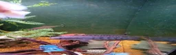 Cichlids fish for sale: ElectricDempsey X3,bichir,catfish,pleco,Oscar,barb - Advert 4