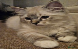 Ragdoll cats for sale: Stunning registered seal tabby ragdoll GC lines - Image 17