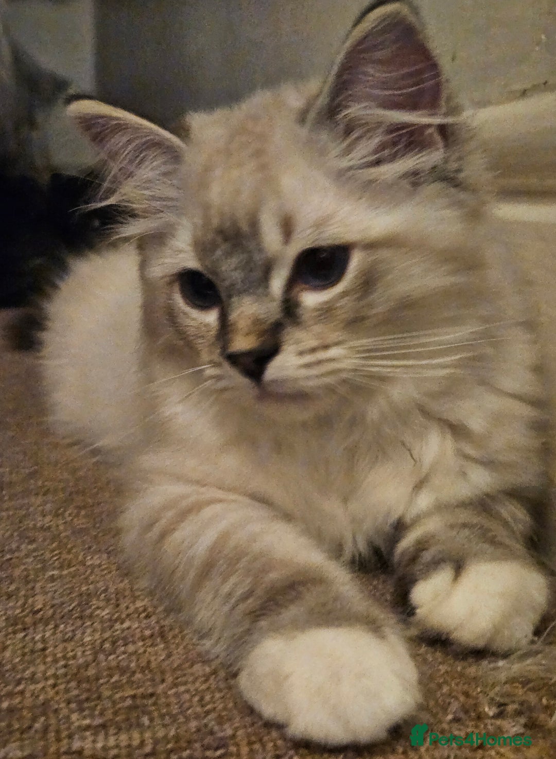 Ragdoll cats for sale: Stunning registered seal tabby ragdoll GC lines - Image 17