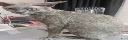 Devon Rex cats for stud: Outstanding FIFE register beautiful  lilac boy - Advert 3