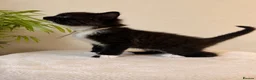Ragcoon cats for sale: Ragcoon kittens 🐾  - Advert 13