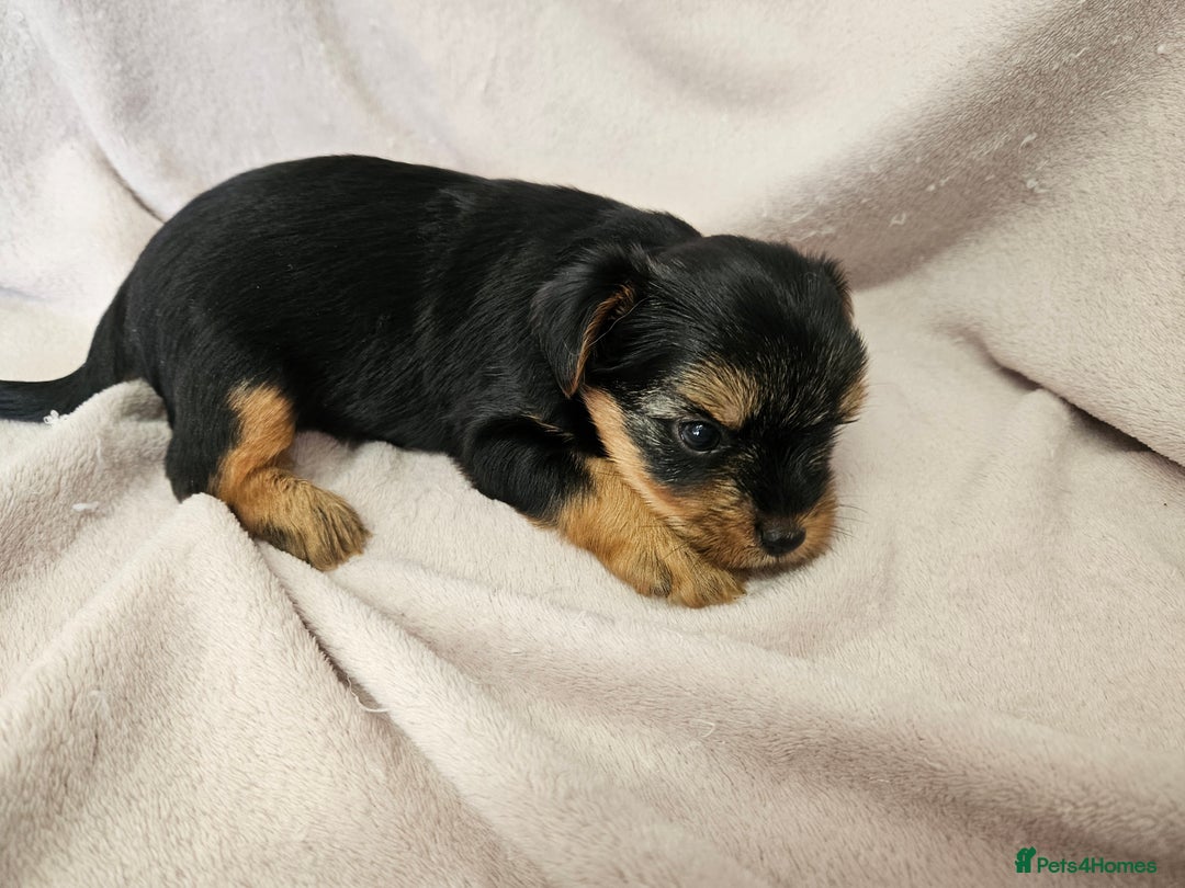Yorkshire Terrier dogs for sale: ❤️ DNA Tested parents ❤️ Yorkie puppies  - Advert 27