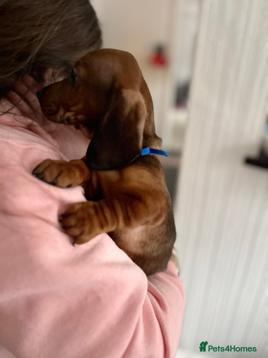 Dachshund dogs for sale: Dachshunds puppies  - Advert 7