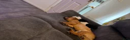 Mixed Breed dogs for sale: Beautiful boy seeking home - Advert 10