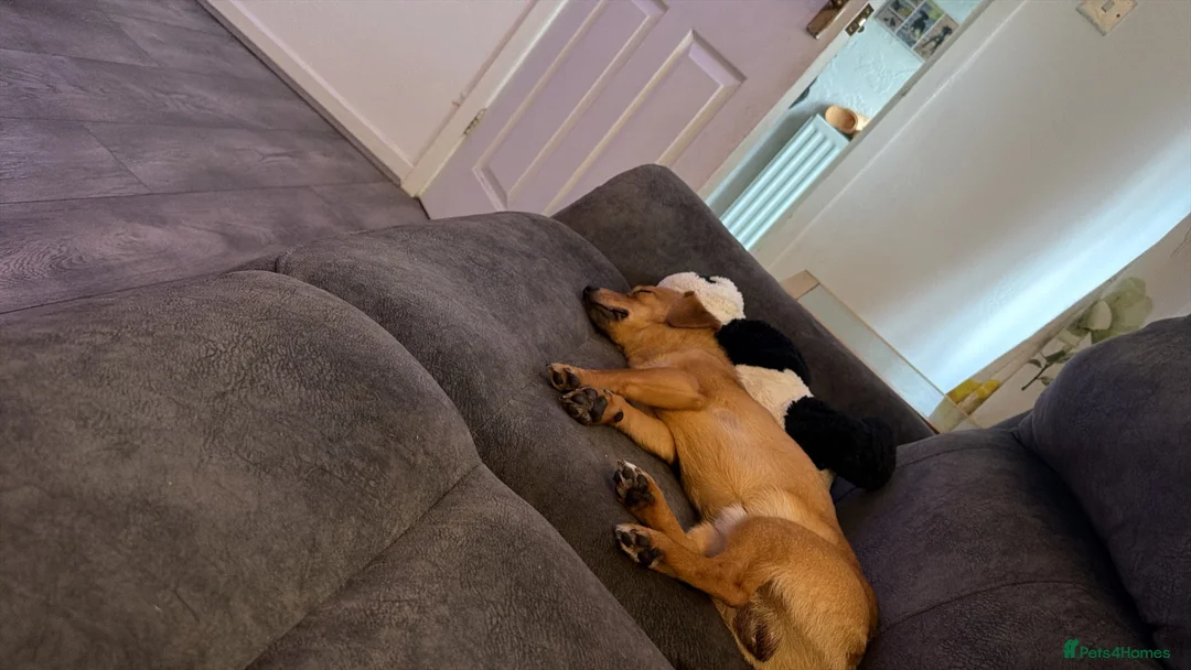 Mixed Breed dogs for sale: Beautiful boy seeking home - Advert 10