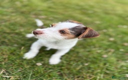 Jack Russell dogs for sale: Jack Russel Puppy - Image 1