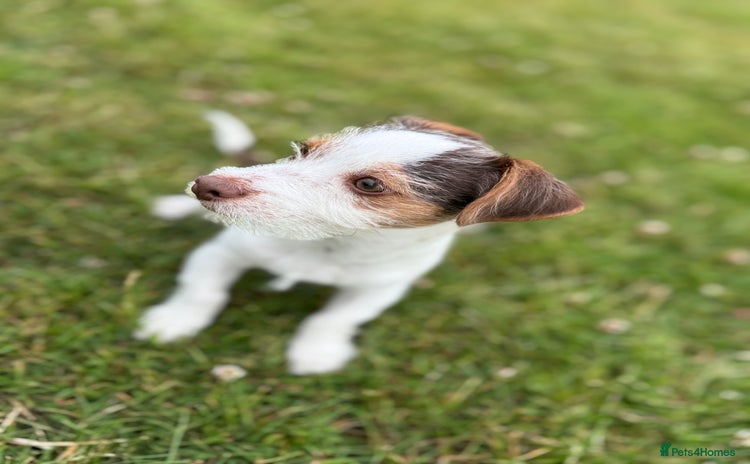 Jack Russell dogs - Advert 14