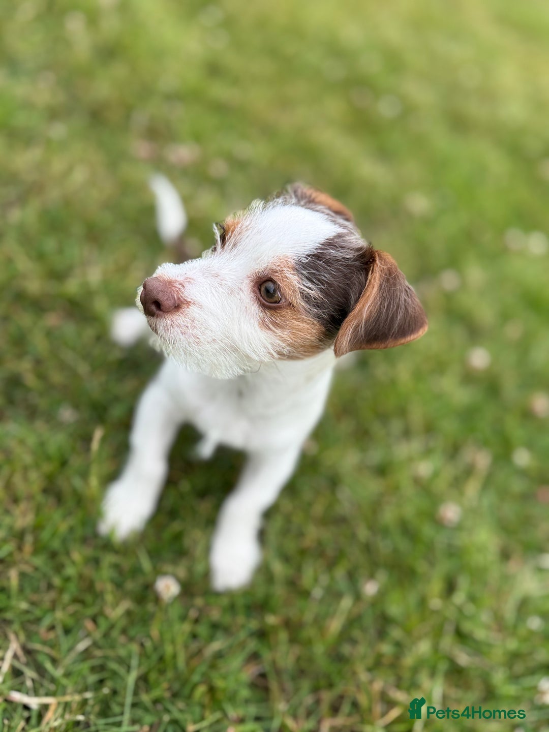 Jack Russell dogs for sale: Jack Russel Puppy - Image 1