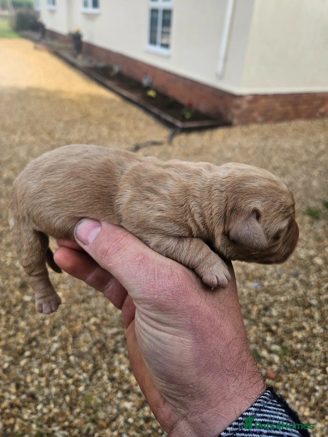 Labrador Retriever dogs for sale: Labrador puppies  - Advert 2