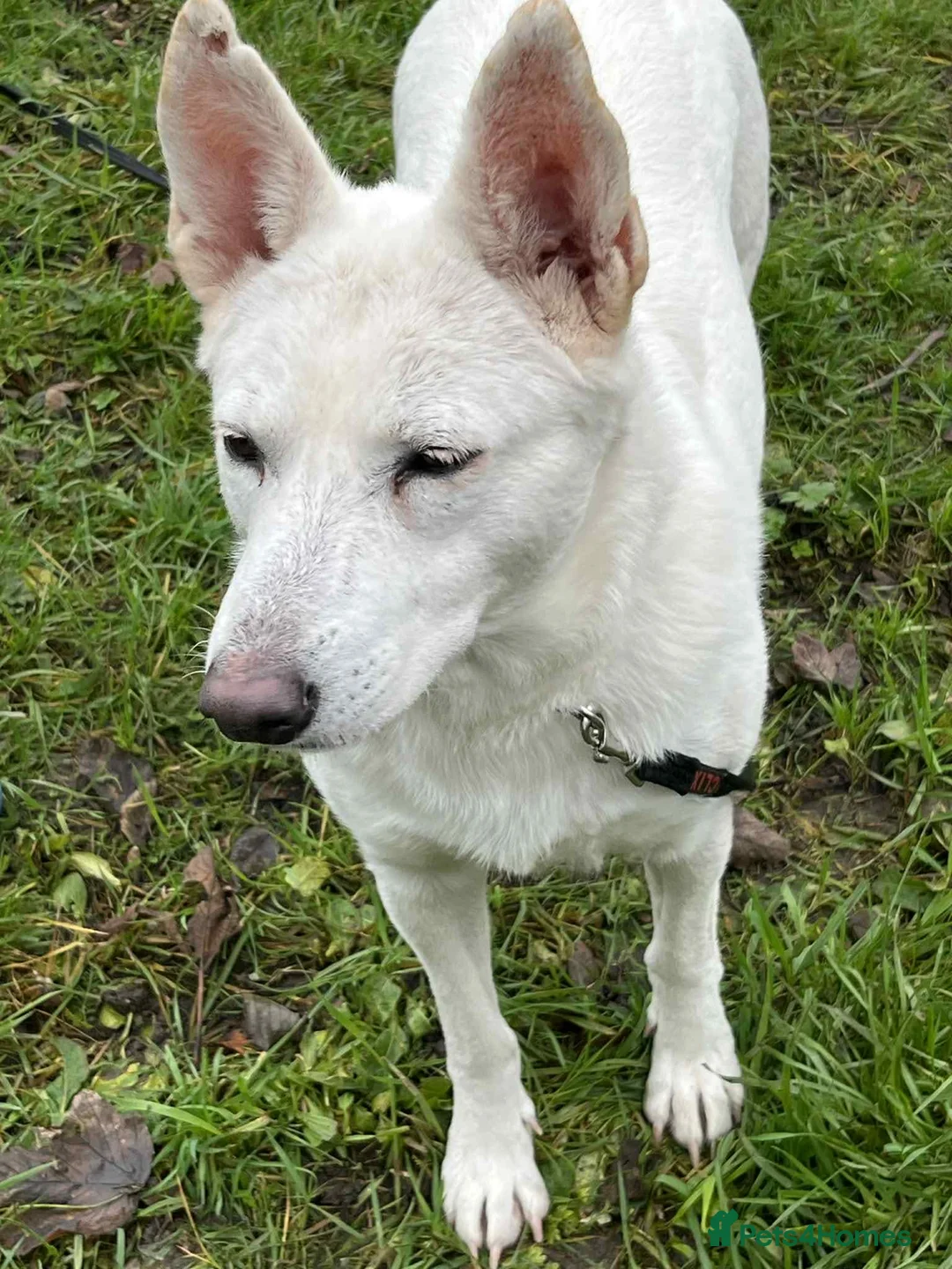 Mixed Breed dogs for adoption: Asha needs a loving home  - Advert 3